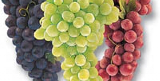 Quả nho chống sâu răng