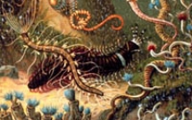 Bộ hàm siêu khỏe