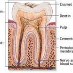 Tìm hiểu cấu tạo cơ thể học của răng (Dental anatomy)