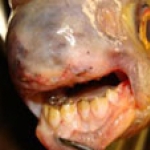 Phát hiện con cá có răng giống người ở Mỹ