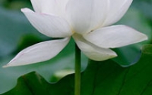 Tản mạn về sức khỏe và cuộc sống