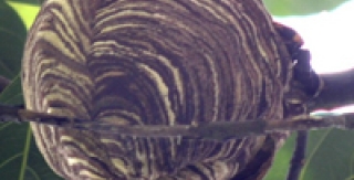 Hè về, cẩn thận ong đốt 