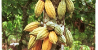 Kem đánh răng cacao chống sâu răng