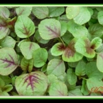 Methemoglobine máu do ăn rau dền và củ dền 