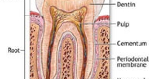 Tìm hiểu cấu tạo cơ thể học của răng (Dental anatomy)
