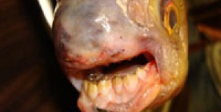 Phát hiện con cá có răng giống người ở Mỹ