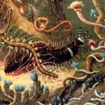 Bộ hàm siêu khỏe