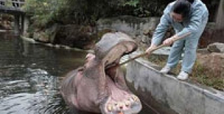 Đánh răng cho hà mã