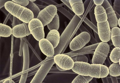 Streptococcus-mutans